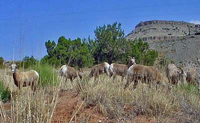 goats1