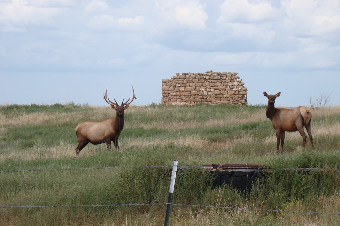 two elk